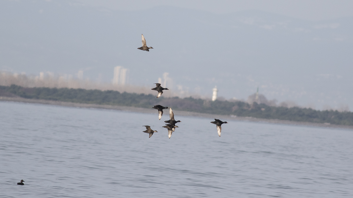 Common Scoter